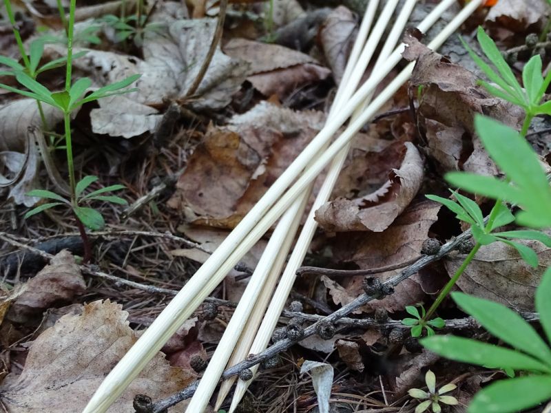 Nejdelší z dodávaných typů šípových střel (BD – Bamboo Dart). Jsou vyrobeny z tvrdého a odolného bambusového dřeva. Hrot je pouze zašpičatěn. Délka šipky je 270 mm a hmotnost 2 gramy. Velmi vhodná na lov drobného ptactva (vrabec, sýkora, apod.) až do velikosti kvíčaly, kosa nebo špačka.